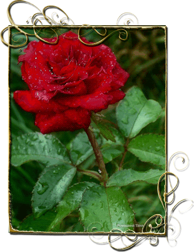 http://krasota-gif.narod.ru/s/flowers/09.gif